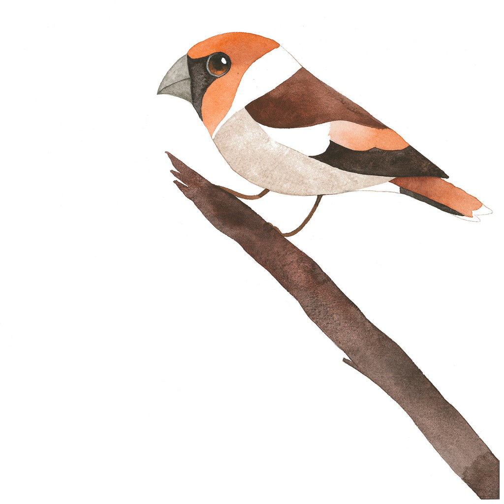 Matt Sewell Silverstick Hawfinch Painting