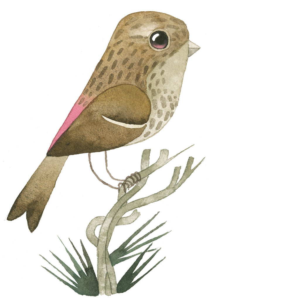 Matt Sewell Silverstick Twite Painting