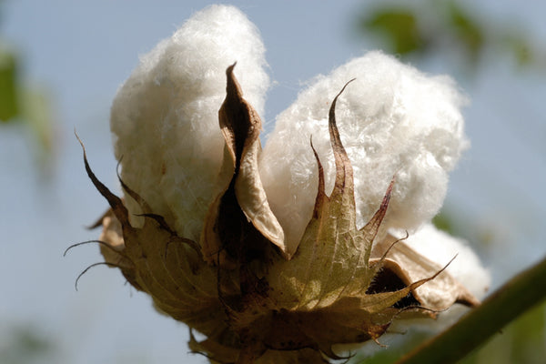 organic cotton